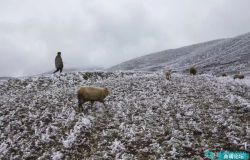 云南昭通二半山区的雾凇，山坡上放羊的彝族老人，这画面太美了